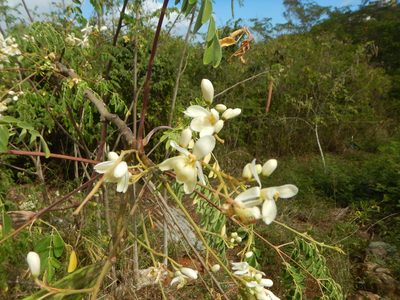 Moringa oleifera, photographed by stinger