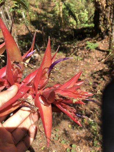 Tillandsia violacea, photographed by Skjold Søndergaard