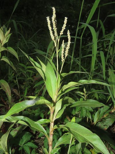 Persicaria barbata, photographed by chiuluan