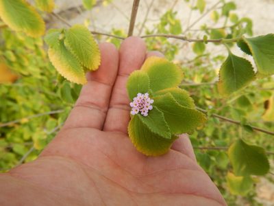 Lantana involucrata, photographed by stinger