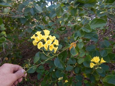 Cordia lutea