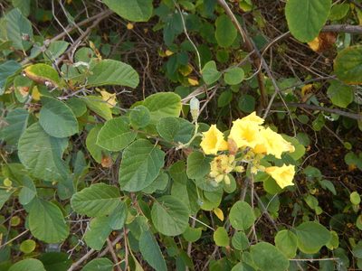 Cordia lutea, photographed by stinger
