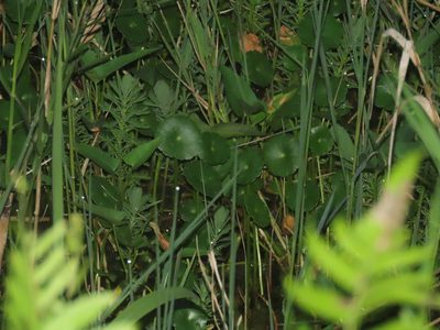 Hydrocotyle verticillata, photographed by chiuluan