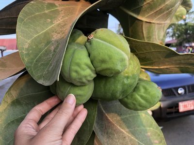 Calotropis procera, photographed by bungelina
