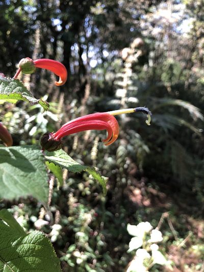 Centropogon grandidentatus, photographed by Skjold Søndergaard