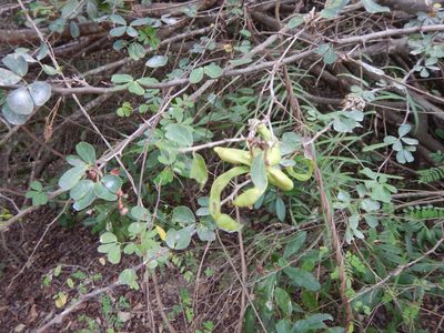 Pithecellobium dulce, photographed by stinger