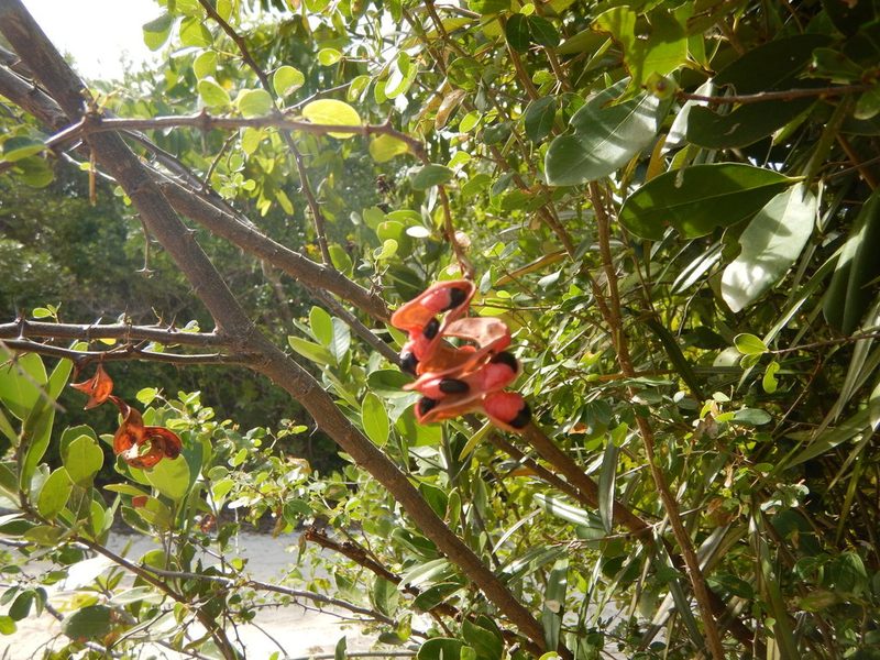 Pithecellobium unguis-cati, photographed by stinger