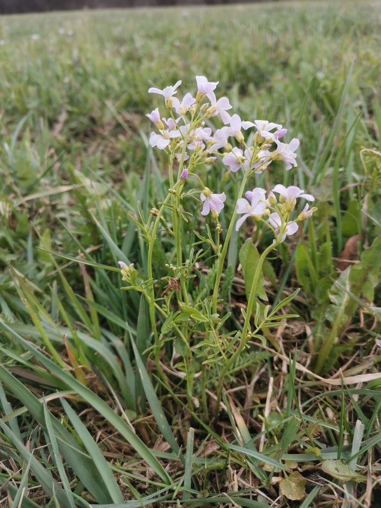 Cardamine matthioli, photographed by Ljaž
