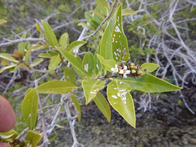 Avicennia germinans, photographed by stinger