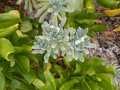 Tournefortia gnaphalodes, photographed by stinger