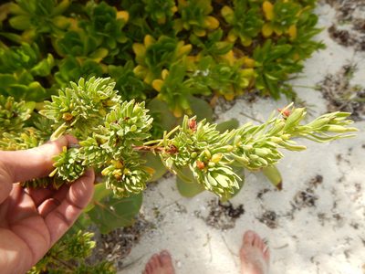 Suriana maritima, photographed by stinger