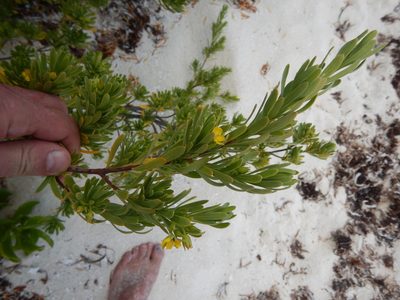 Suriana maritima, photographed by stinger