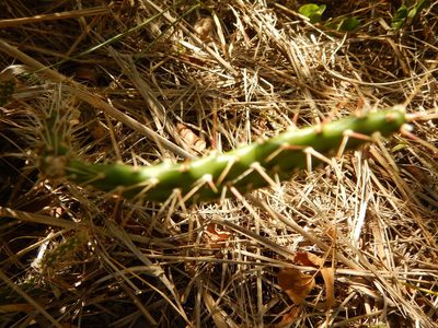 Opuntia repens, photographed by stinger