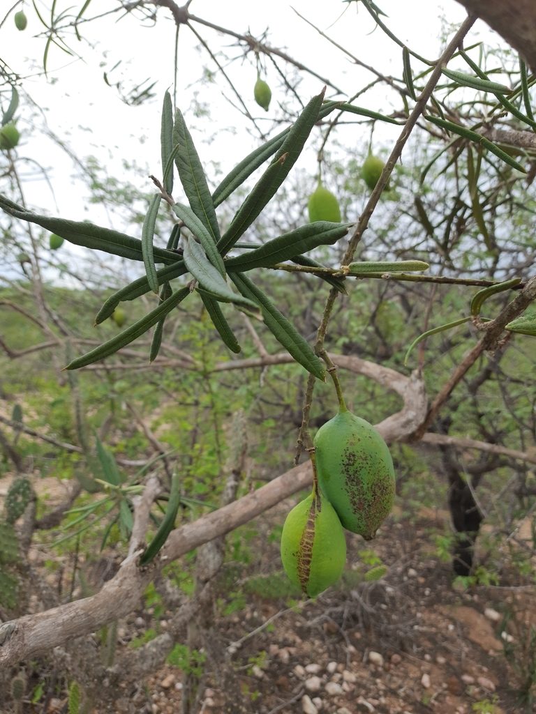 Morisonia longifolia, photographed by Junior França