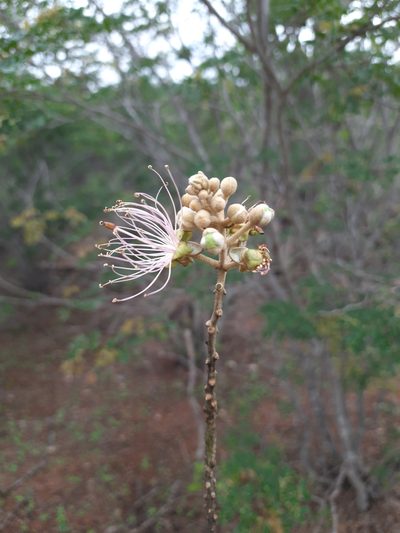 Morisonia longifolia, photographed by Junior França