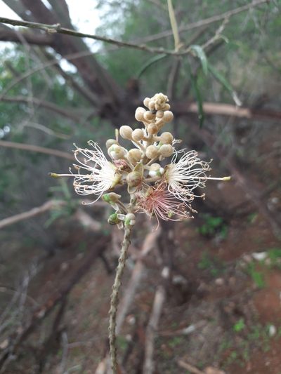 Morisonia longifolia, photographed by Junior França