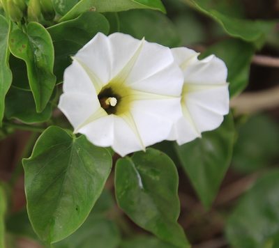 Ipomoea corymbosa, photographed by Brian Oakes Haiti Hunter