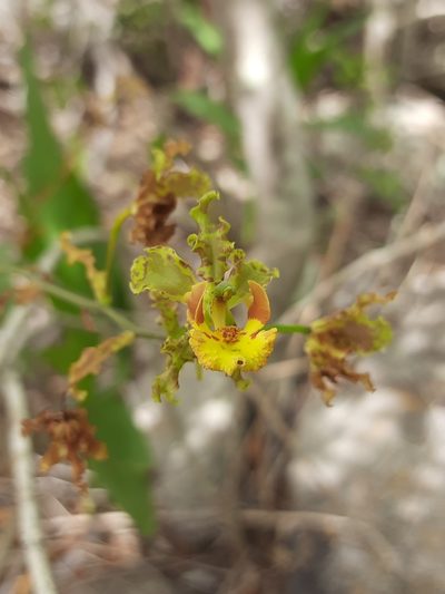 Cyrtopodium holstii, photographed by Junior França