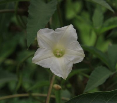 Distimake quinquefolius, photographed by Brian Oakes Haiti Hunter