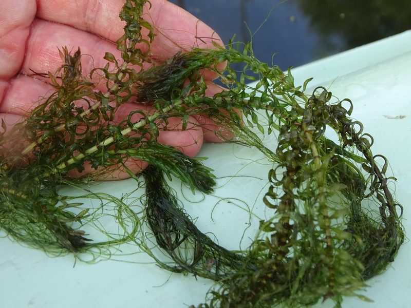 Elodea nuttallii, photographed by Grzegorz Grzejszczak