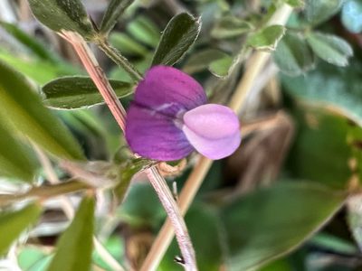 Vicia lathyroides, photographed by Annie Weissman