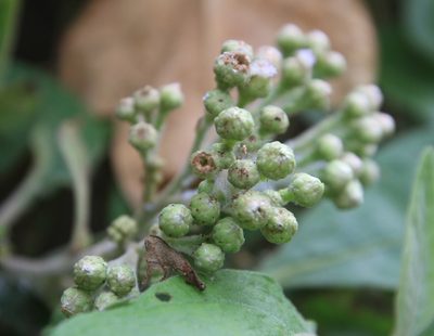 Pluchea carolinensis, photographed by Brian Oakes Haiti Hunter