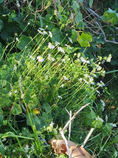 Argyranthemum foeniculaceum, photographed by Peter Brastow