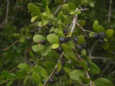 Scutia buxifolia, photographed by Sebastián Gómez Barboza Silveira
