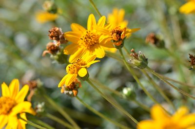 Wedelia hispida, photographed by Center for Urban Ecology