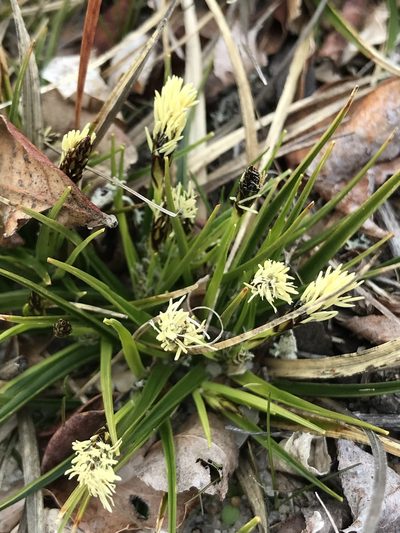 Carex tonsa, photographed by syvwlch