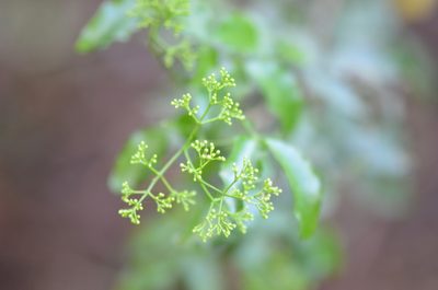 Amyris texana, photographed by Center for Urban Ecology