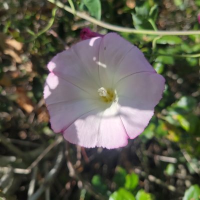 Calystegia purpurata, photographed by Peter Brastow