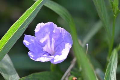 Ruellia simplex, photographed by Center for Urban Ecology