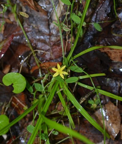 Hypoxis curtissii, photographed by Josiah Londerée