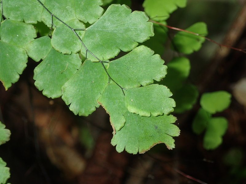 Adiantum tenerum, photographed by Dan Schofield