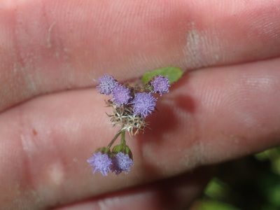Ageratum conyzoides, photographed by Dan Schofield