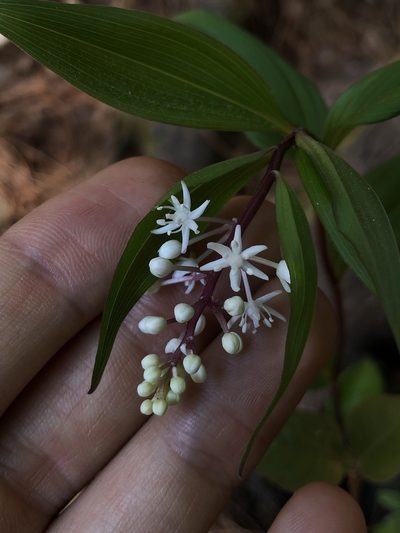 Maianthemum scilloideum, photographed by Skjold Søndergaard