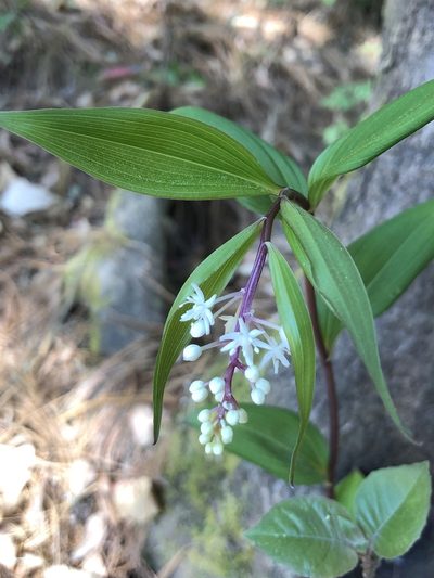 Maianthemum scilloideum, photographed by Skjold Søndergaard