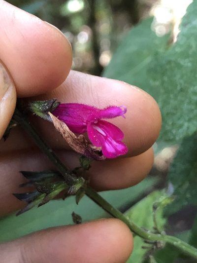 Salvia punicans, photographed by Skjold Søndergaard