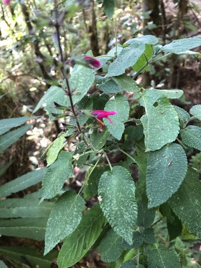 Salvia punicans, photographed by Skjold Søndergaard