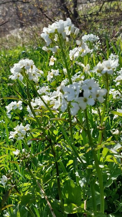 Cardamine uliginosa, photographed by Алена Ручка