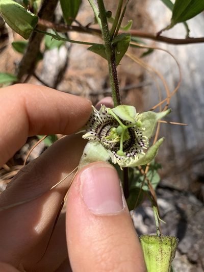 Passiflora oaxacensis, photographed by Skjold Søndergaard