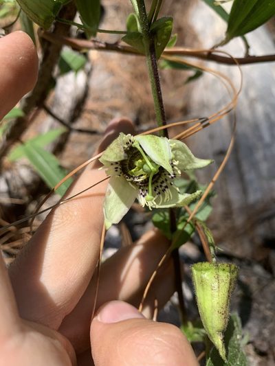 Passiflora oaxacensis, photographed by Skjold Søndergaard