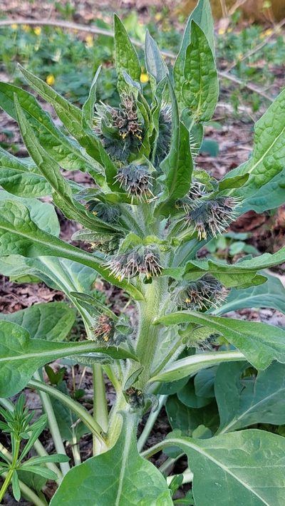 Solenanthus dubius, photographed by Алена Ручка