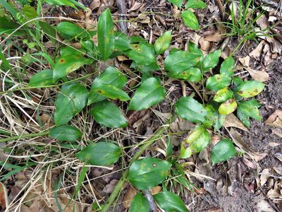 Smilax maritima, photographed by Annika Lindqvist