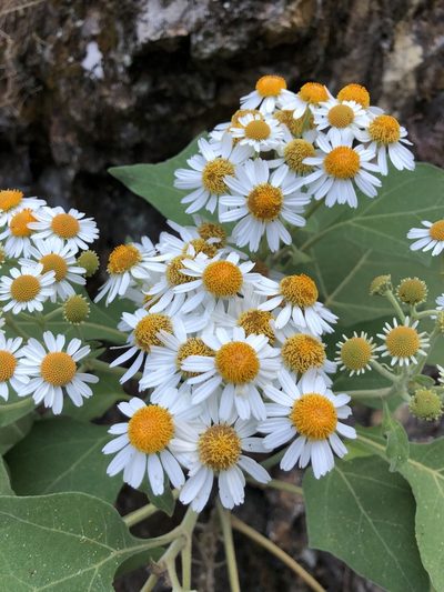Podachaenium eminens, photographed by Skjold Søndergaard
