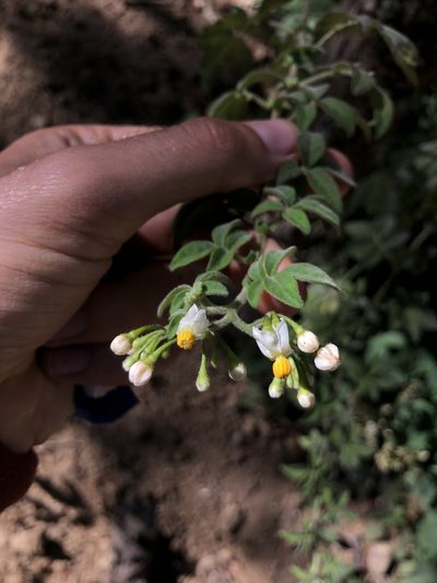 Solanum appendiculatum, photographed by Skjold Søndergaard