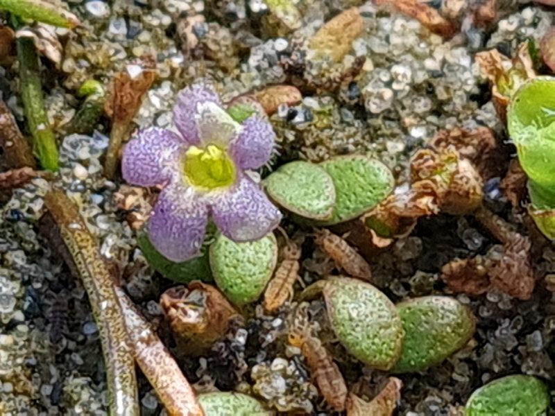 Glossostigma elatinoides, photographed by gnapp