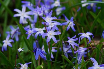 Scilla luciliae, photographed by Dr. Sven Gippner