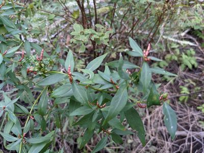 Lysimachia terrestris, photographed by Laura J. Costello